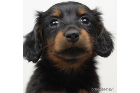 成約済の千葉県のカニンヘンダックスフンド(ロングヘアード)-219962の1枚目